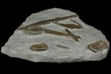 Plate Of Ichthyosaur Vertebrae and Ribs - Germany #114184-1